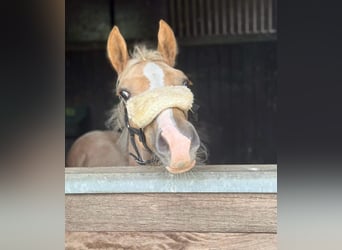 German Riding Pony, Stallion, 1 year, Palomino