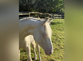 German Riding Pony, Stallion, 1 year, Perlino