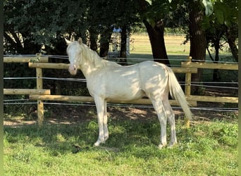 German Riding Pony, Stallion, 1 year, Perlino