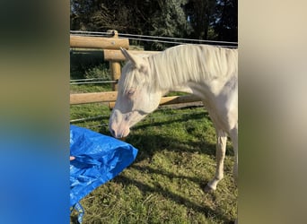 German Riding Pony, Stallion, 1 year, Perlino