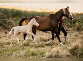 German Riding Pony, Stallion, 1 year, Perlino