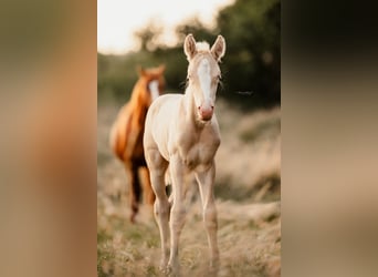 German Riding Pony, Stallion, 1 year, Perlino