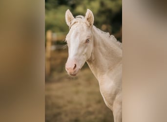 German Riding Pony, Stallion, 1 year, Perlino