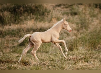 German Riding Pony, Stallion, 1 year, Perlino