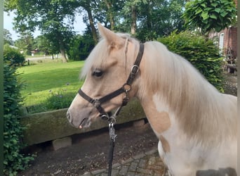 German Riding Pony, Stallion, 1 year, Pinto