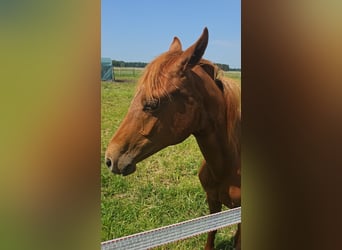 German Riding Pony, Stallion, 1 year
