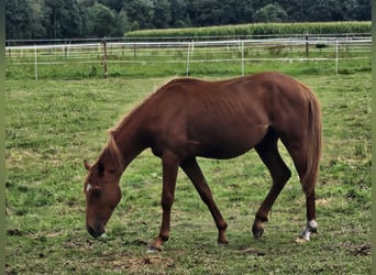 German Riding Pony, Stallion, 1 year