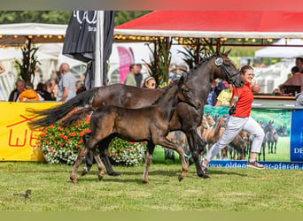 German Riding Pony, Stallion, 1 year, Smoky-Black