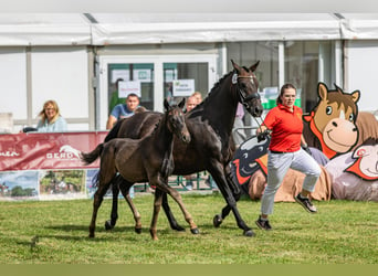 German Riding Pony, Stallion, 1 year, Smoky-Black