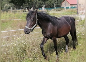 German Riding Pony, Stallion, 1 year, Smoky-Black