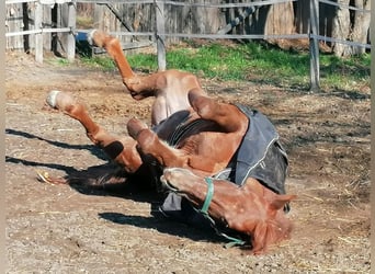 German Riding Pony, Stallion, 20 years, 15,1 hh, Chestnut-Red