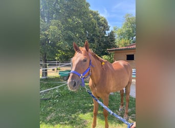 German Riding Pony, Stallion, 20 years, 15,1 hh, Chestnut-Red