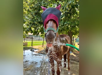 German Riding Pony, Stallion, 20 years, 15,1 hh, Chestnut-Red