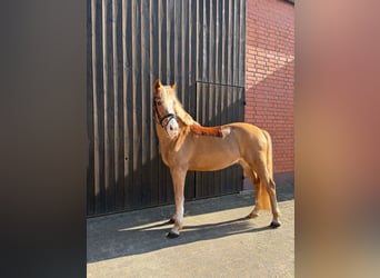 German Riding Pony, Stallion, 22 years, 14.2 hh, Chestnut-Red