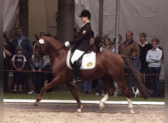 German Riding Pony, Stallion, 27 years, 14.1 hh, Chestnut
