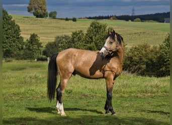 German Riding Pony, Stallion, 2 years, 12.2 hh, Dun