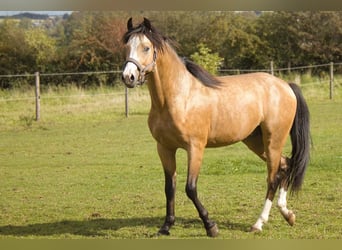 German Riding Pony, Stallion, 2 years, 12.2 hh, Dun