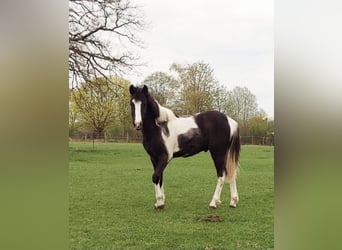 German Riding Pony, Stallion, 2 years, 12.2 hh, Pinto
