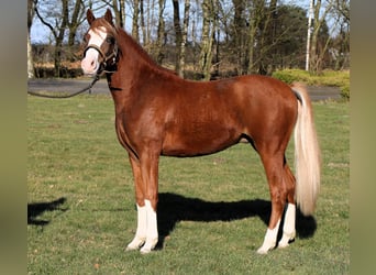 German Riding Pony, Stallion, 2 years, 13,2 hh, Chestnut-Red