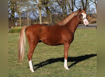 German Riding Pony, Stallion, 2 years, 13,2 hh, Chestnut-Red