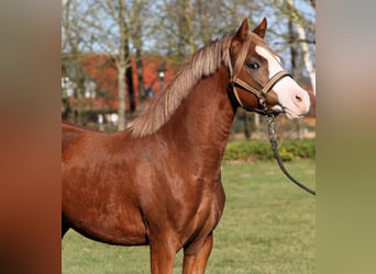 German Riding Pony, Stallion, 2 years, 13,2 hh, Chestnut-Red