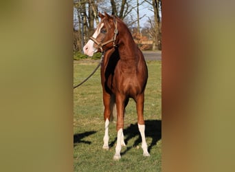 German Riding Pony, Stallion, 2 years, 13,2 hh, Chestnut-Red