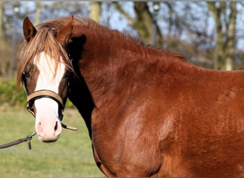 German Riding Pony, Stallion, 2 years, 13,2 hh, Chestnut-Red