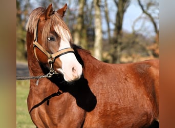 German Riding Pony, Stallion, 2 years, 13,2 hh, Chestnut-Red