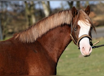 German Riding Pony, Stallion, 2 years, 13,2 hh, Chestnut-Red