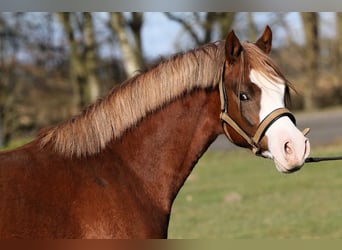 German Riding Pony, Stallion, 2 years, 13,2 hh, Chestnut-Red