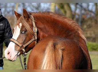 German Riding Pony, Stallion, 2 years, 13,2 hh, Chestnut-Red