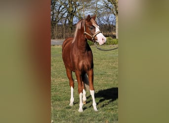 German Riding Pony, Stallion, 2 years, 13,2 hh, Chestnut-Red