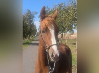 German Riding Pony Mix, Stallion, 2 years, 13.2 hh, Chestnut-Red