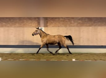 German Riding Pony, Stallion, 2 years, 13,2 hh, Dun