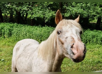 German Riding Pony Mix, Stallion, 2 years, 13.2 hh, Leopard-Piebald