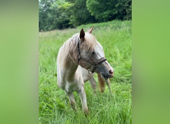 German Riding Pony Mix, Stallion, 2 years, 13.2 hh, Leopard-Piebald