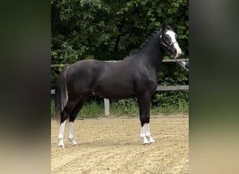 German Riding Pony, Stallion, 2 years, 13.3 hh, Black
