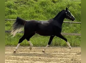 German Riding Pony, Stallion, 2 years, 13.3 hh, Black