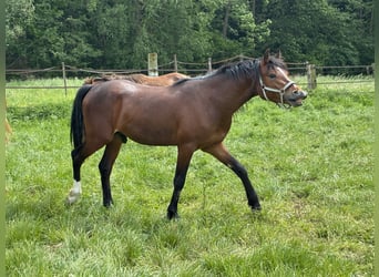 German Riding Pony, Stallion, 2 years, 13.3 hh, Brown