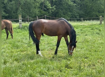 German Riding Pony, Stallion, 2 years, 13.3 hh, Brown