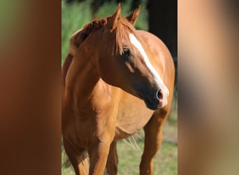 German Riding Pony, Stallion, 2 years, 13.3 hh, Chestnut-Red