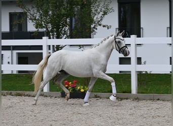German Riding Pony, Stallion, 2 years, 13.3 hh, Grey