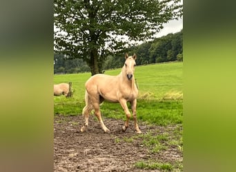 German Riding Pony, Stallion, 2 years, 13.3 hh, Palomino