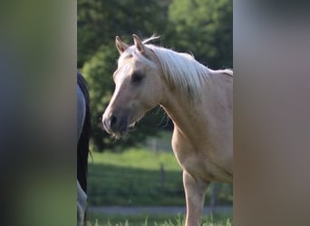 German Riding Pony, Stallion, 2 years, 13.3 hh, Palomino