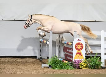 Deutsches Reitpony, Hengst, 2 Jahre, 13,3 hh, Perlino