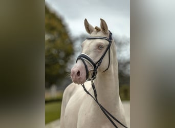 Deutsches Reitpony, Hengst, 2 Jahre, 13,3 hh, Perlino