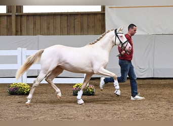 Deutsches Reitpony, Hengst, 2 Jahre, 13,3 hh, Perlino