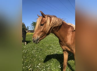 German Riding Pony, Stallion, 2 years, 13 hh, Chestnut-Red