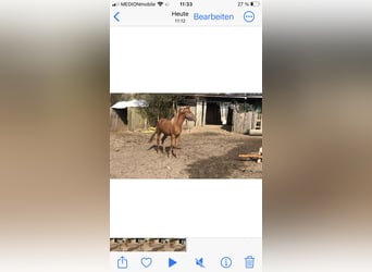 German Riding Pony, Stallion, 2 years, 13 hh, Chestnut-Red