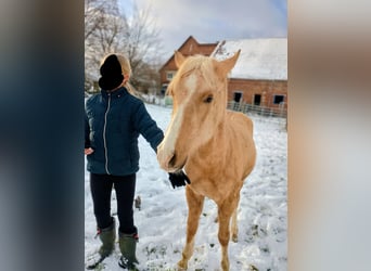 German Riding Pony, Stallion, 2 years, 13,1 hh, Palomino